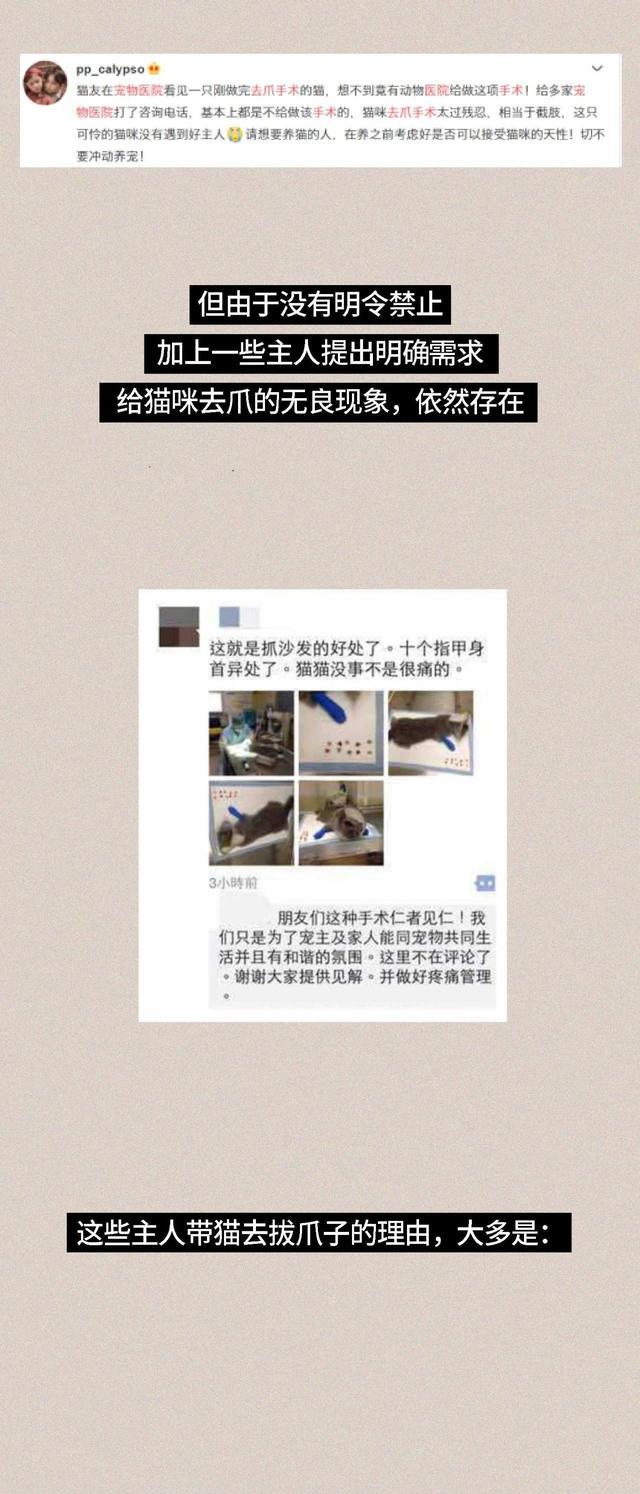 acgn漫评|“我逃过了虐猫者，却没逃过这场手术！”（漫画科普）看完好心疼