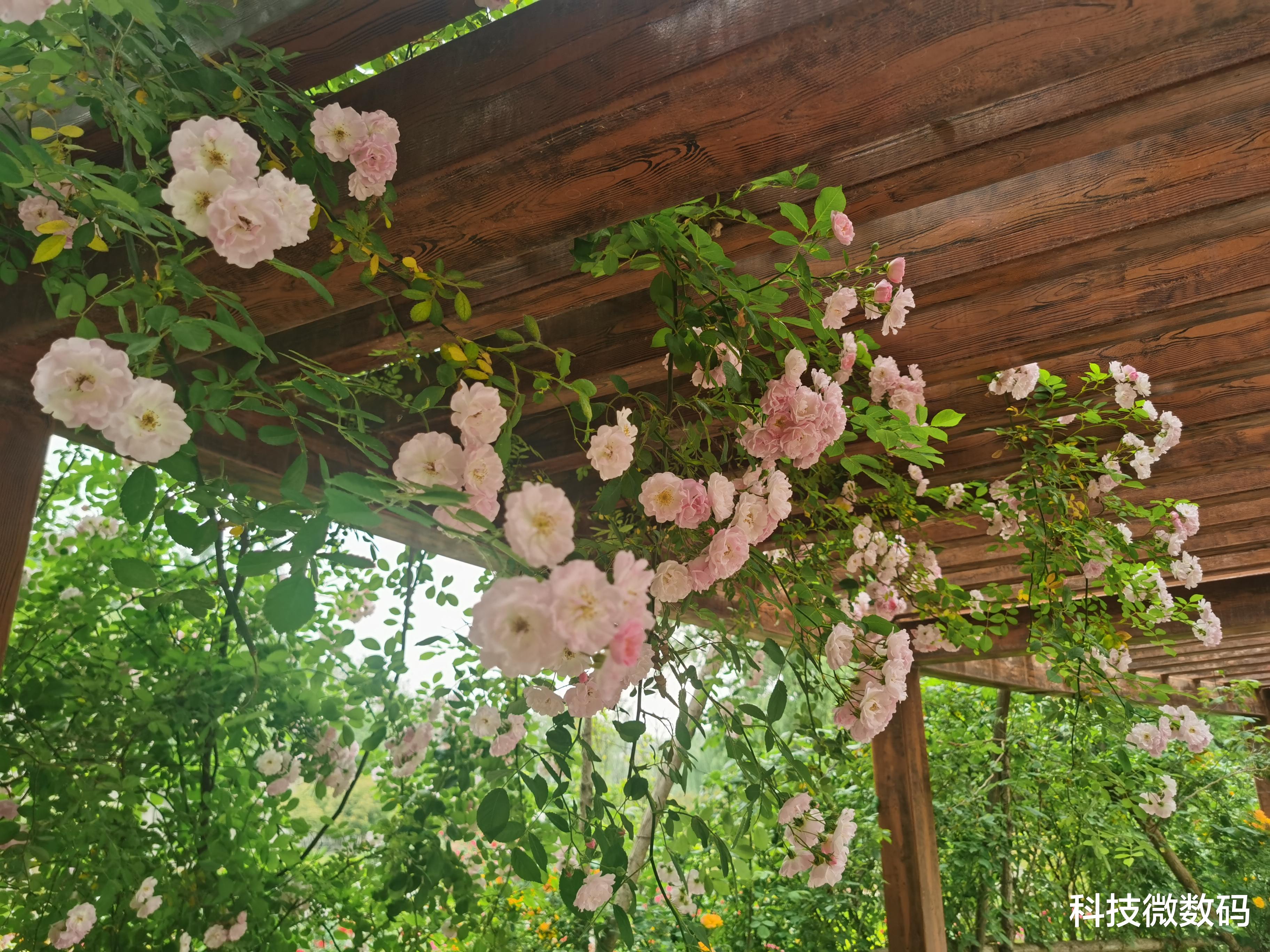 Windows|公园里月季花开，带着荣耀V30 Pro手机去打卡