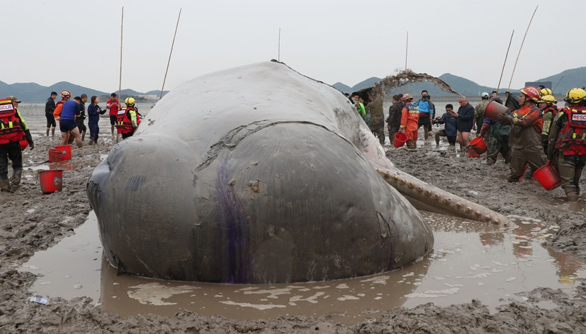 鲸爆正在倒计时！宁波海现滩搁浅抹香鲸尸体，鲸爆该如何阻止？插图1