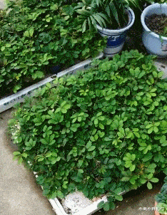 八神庵|“为什么八神庵腿上要绑绳子呢?”