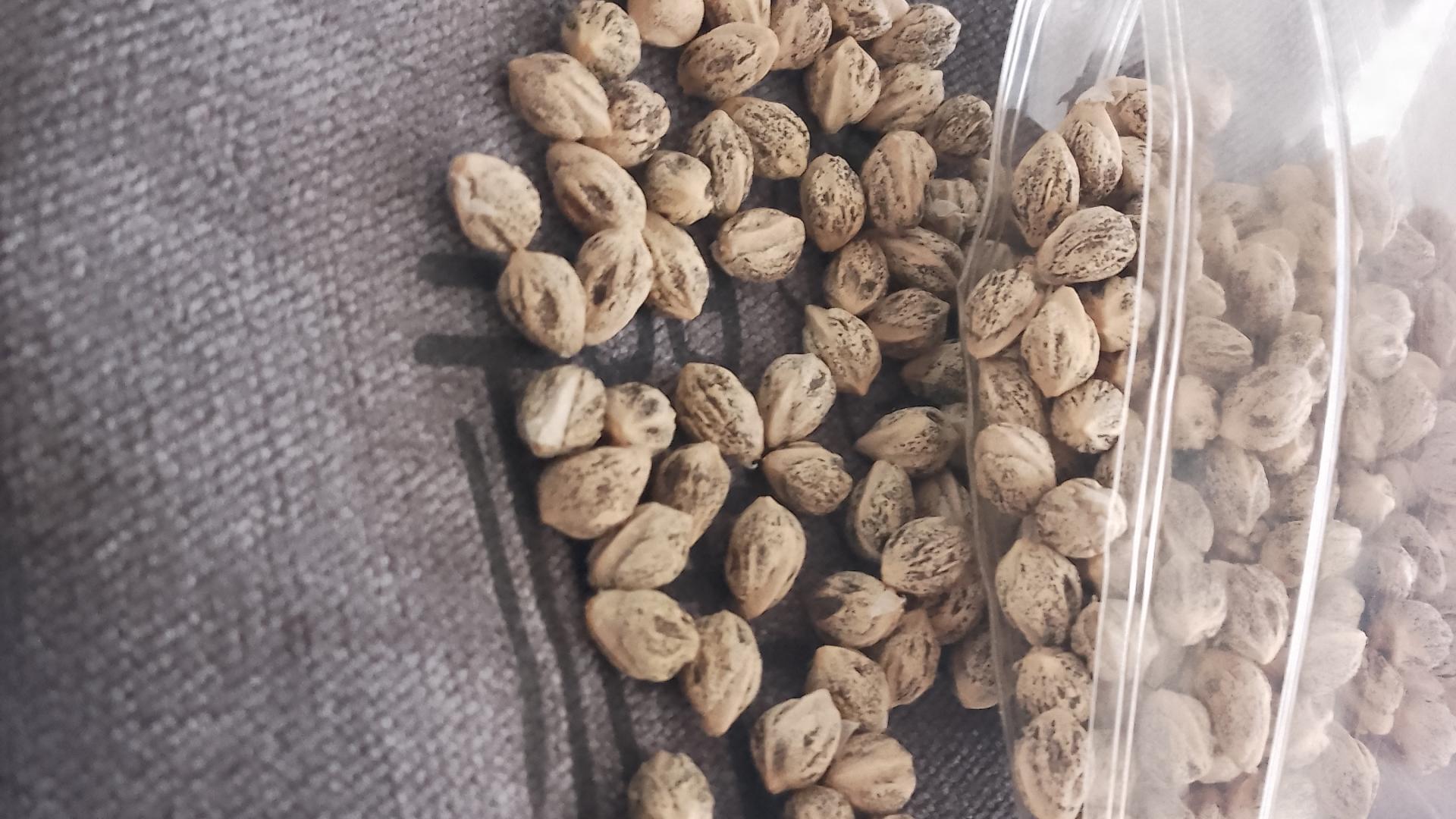 |文玩萌新篇---百香籽！