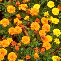 淡泊如菊