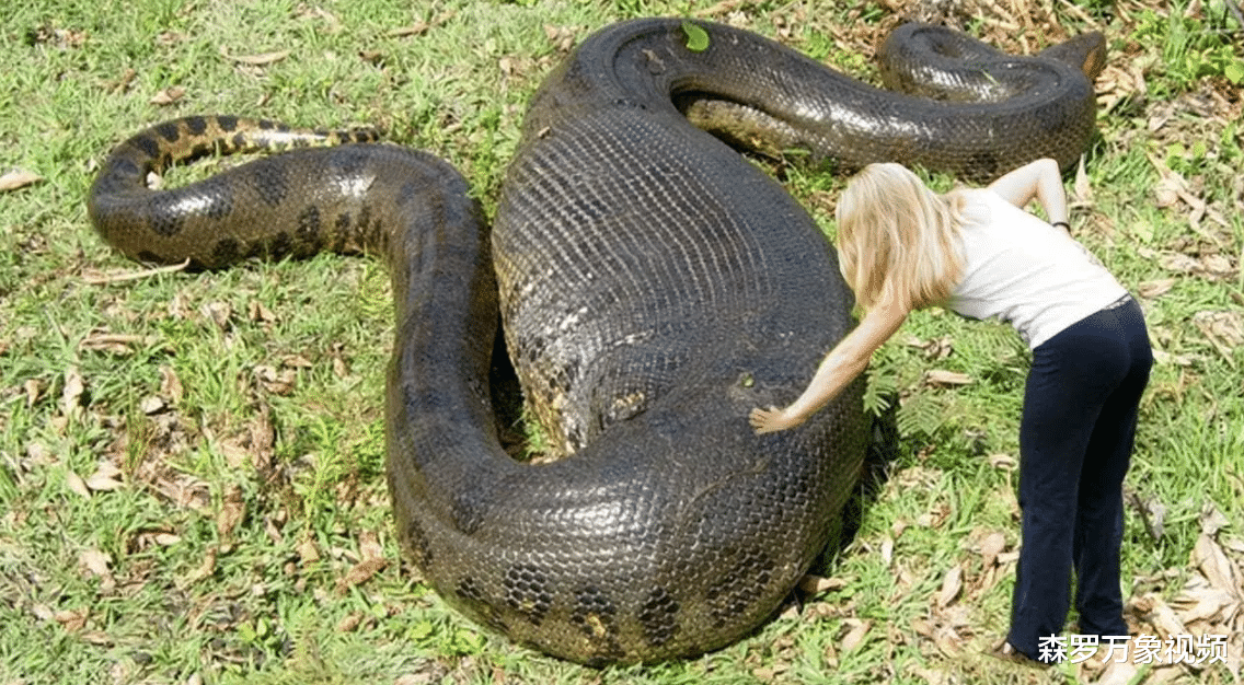 世界上最大的蛇是什么? 有多大?