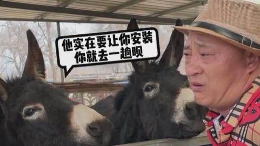 赵四|赵四直播卖卫生巾被网友刁难，情绪激动睡不着觉，跑到驴棚寻安慰