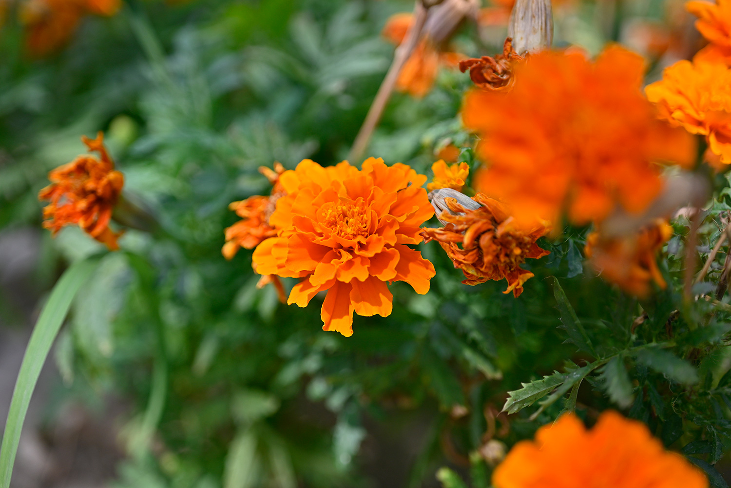 键盘|微距对垒，佳能RF口85微距，对阵尼康Z口50微距，谁表现更好？