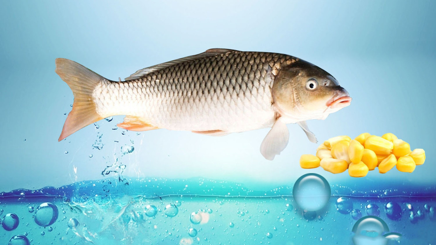 |鱼真的吃不饱吗？老钓手打窝少却渔获多就能诠释，别再被骗了