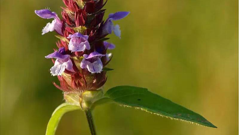 夏枯草|分享抗癌良药——夏枯草，清热解毒抗癌、散结消肿效佳