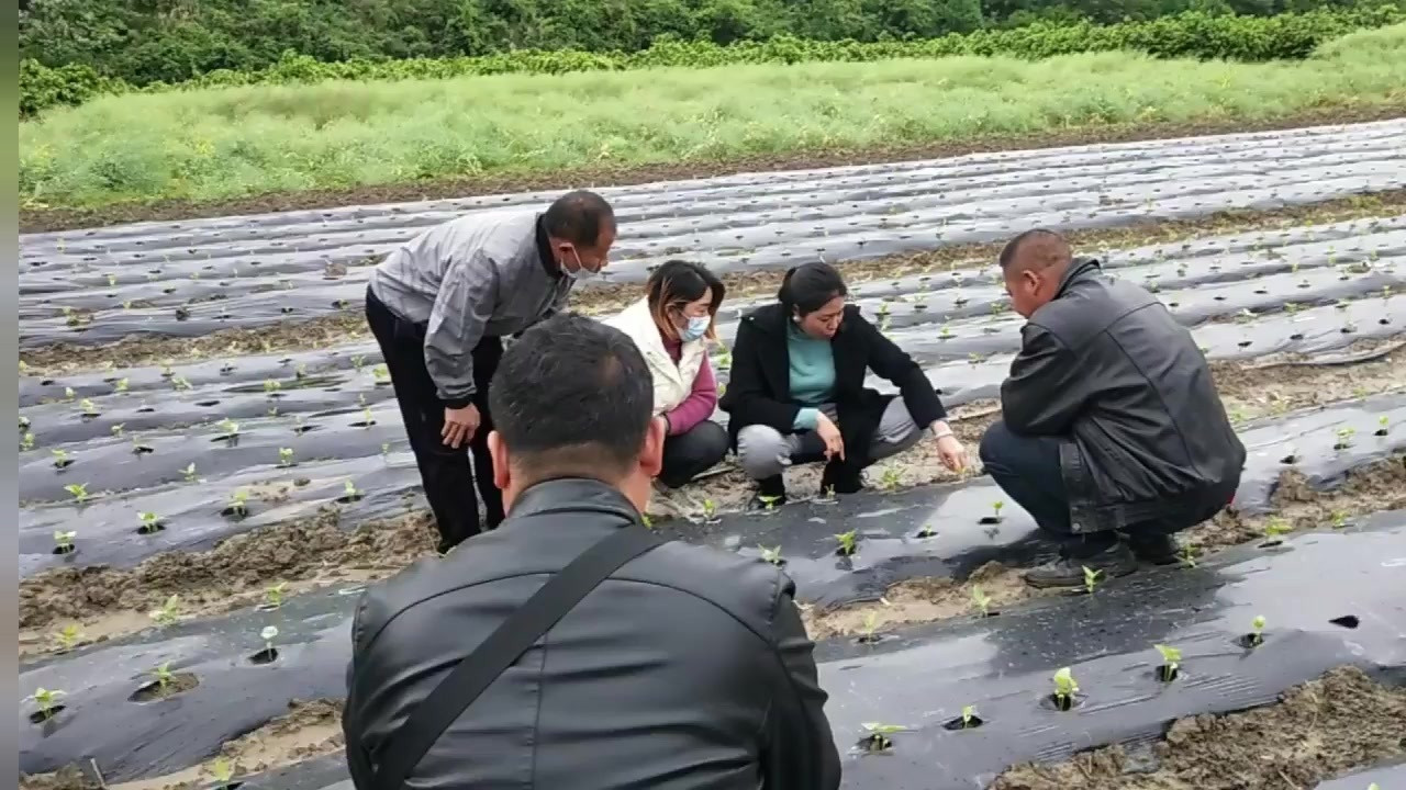 桂林全州土专家这样授课，广西哪里还有吗#广西 #桂林