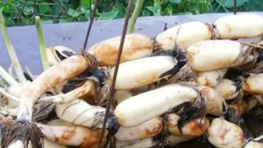 红枣|餐桌上的药务?藕