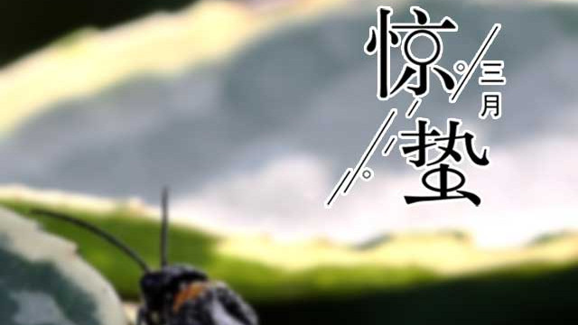 翡翠|惊蛰 | 醒醒，玉雕师给你遥寄了一份新鲜翡翠，请查收……