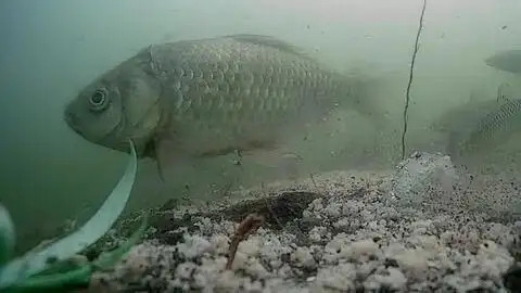 韭菜|这两种钓法针对夏季鱼活性不高，见效快！有鱼没口的问题迎刃而解