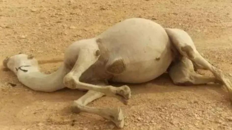 泸沽湖|在沙漠中遇到渴死的骆驼，为何不能去碰？碰了的后果很严重吗？