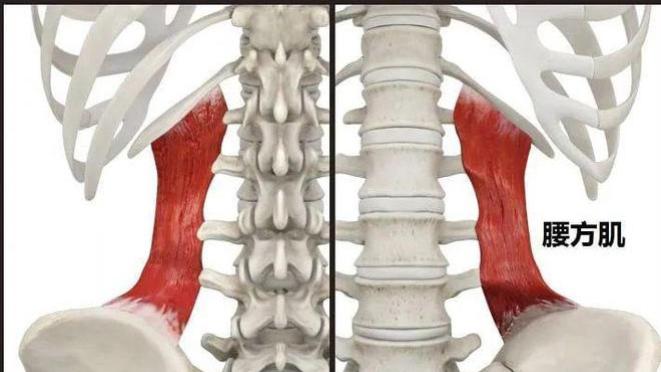 脊柱侧凸|腰痛具体是哪里痛？原来80%的腰痛竟与它有关！