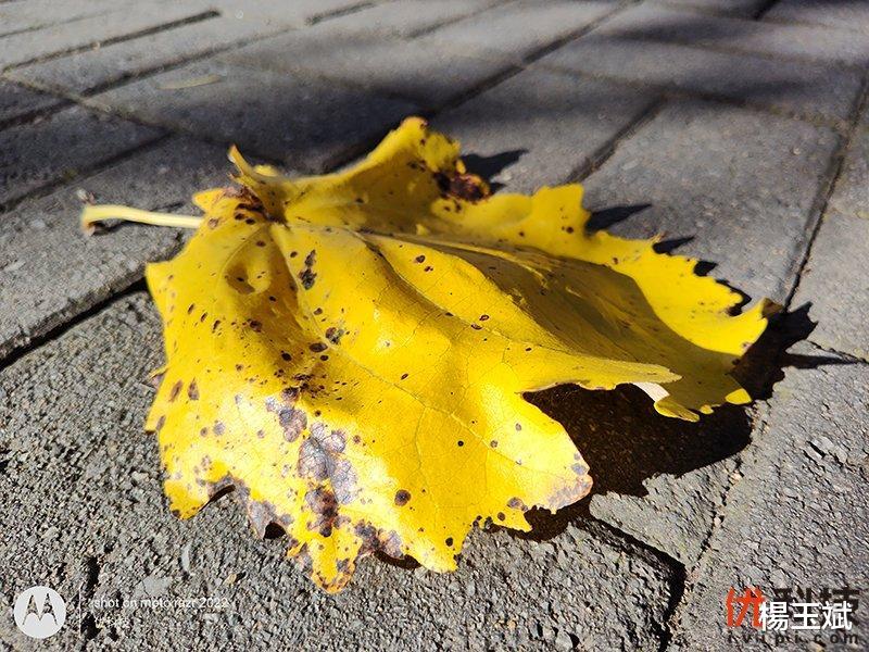 尼康|不妥协的折叠屏主力机 moto razr 2022优科技评测