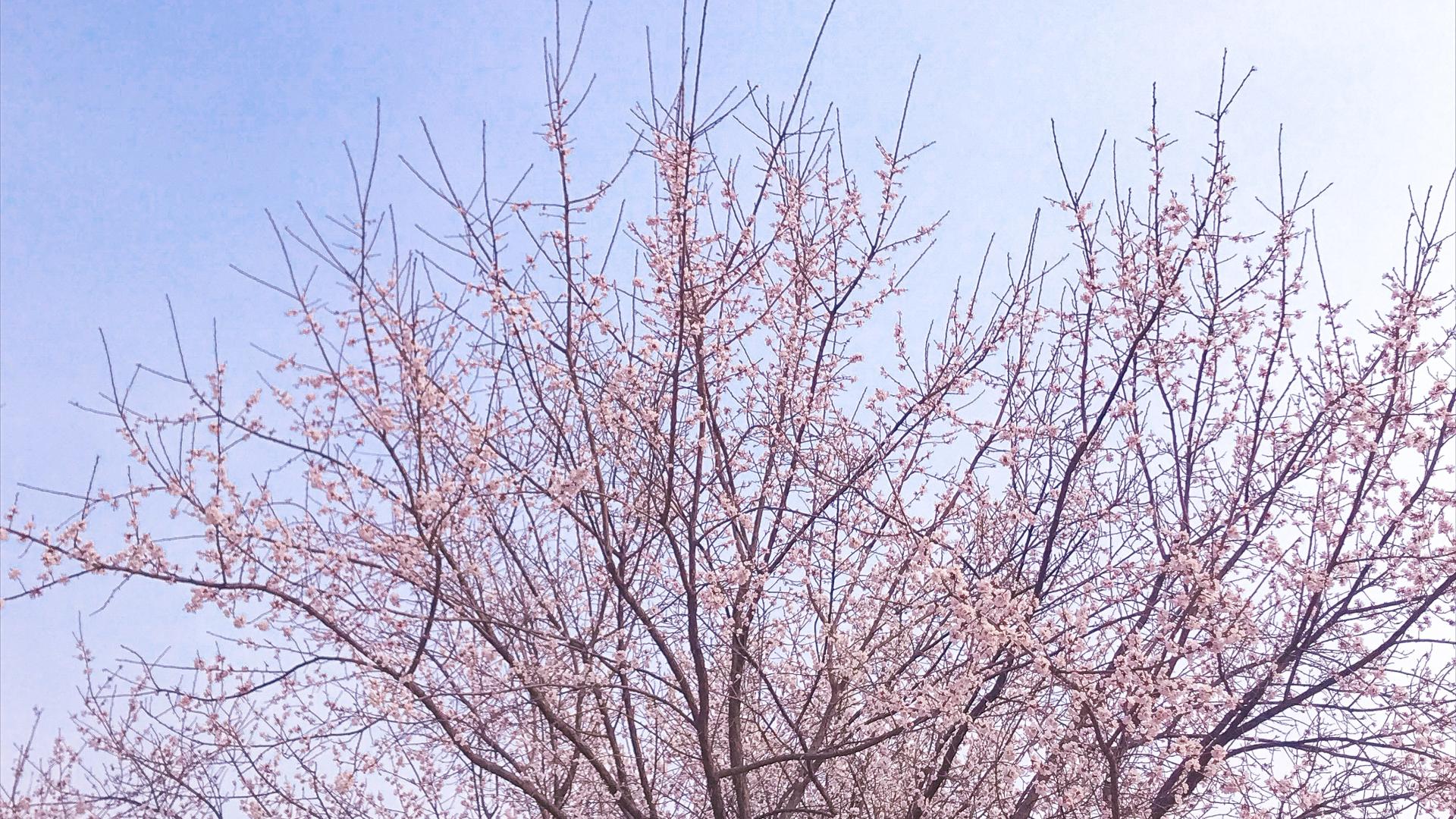 手机摄影——春天路边小花实拍思路分享