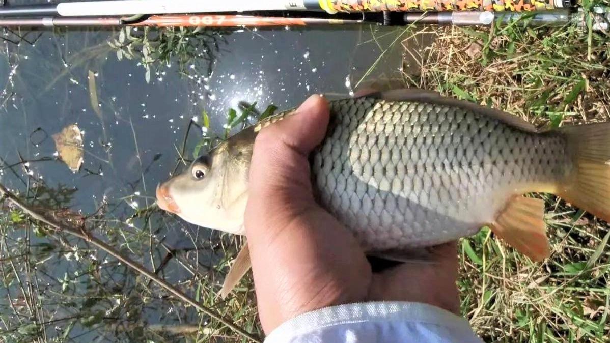 |春季钓鲤鱼注意这几点，中鱼几率翻番