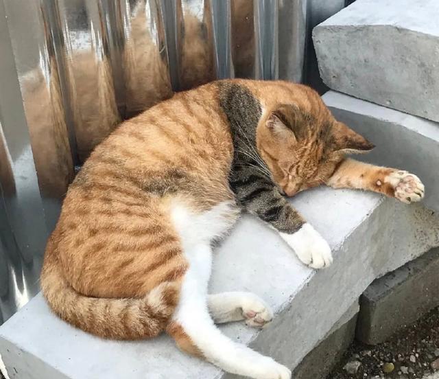 二次元|黄毛竟是我自己?现实比二次元更抽象,自己NTR自己都能有!