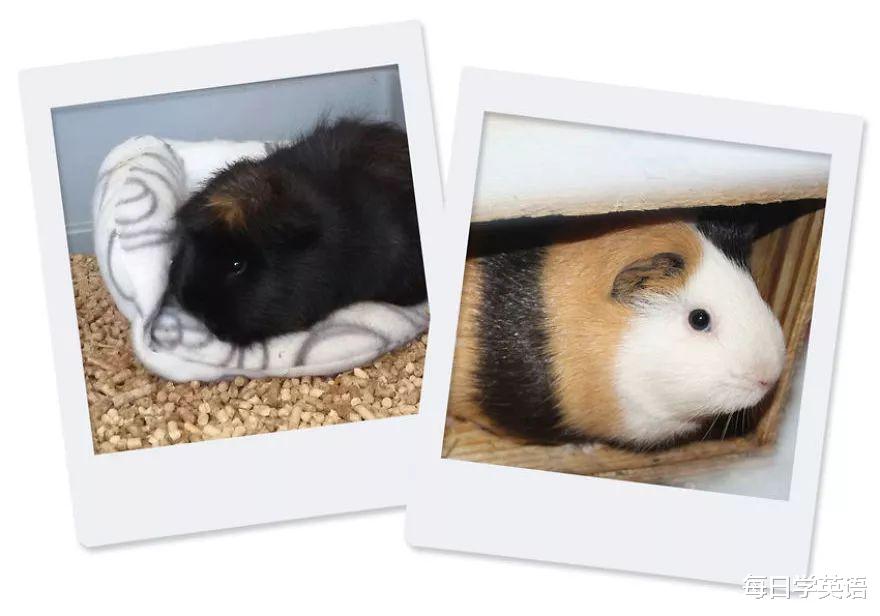 豚鼠|双语漫画 | 我有两只豚鼠,它们也太太太不一样了吧?!