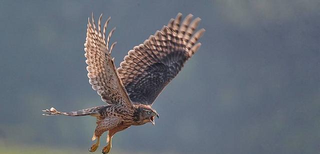 尤娜|“救救那只苍鹰,它快要死了……”一组漫画了解,万物皆有灵