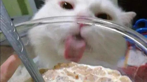主人用玻璃碗吃东西，猫咪馋到舔碗：咦，怎么没吃到？
