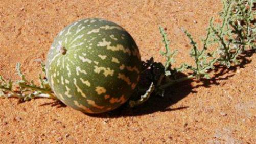 苏州|沙漠中遍地是西瓜，为何探险家宁愿渴死也不吃？当地人：吃了才是傻