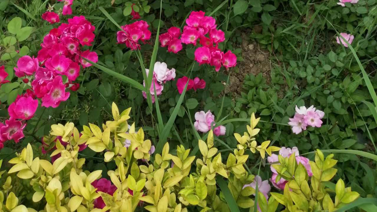 |《伤寒杂病论真解》之麻黄汤证