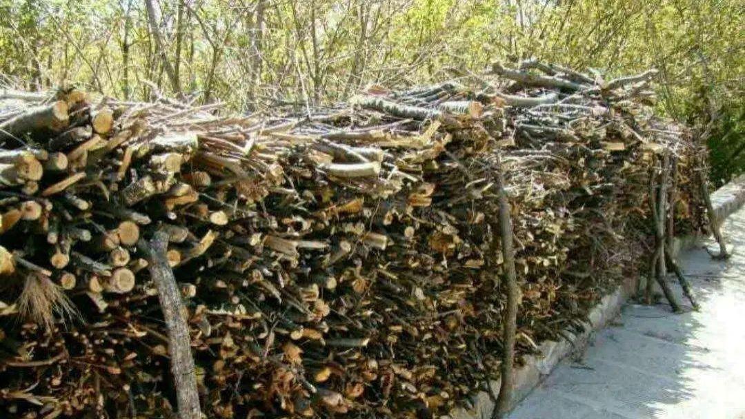 茯苓|元气存亡论