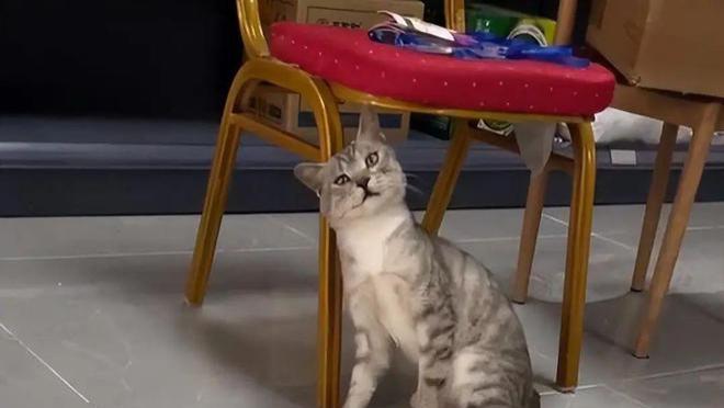 收养的流浪猫见主人喂其他流浪猫，吃醋到离家出走