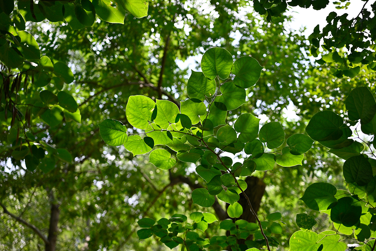 键盘|微距对垒，佳能RF口85微距，对阵尼康Z口50微距，谁表现更好？