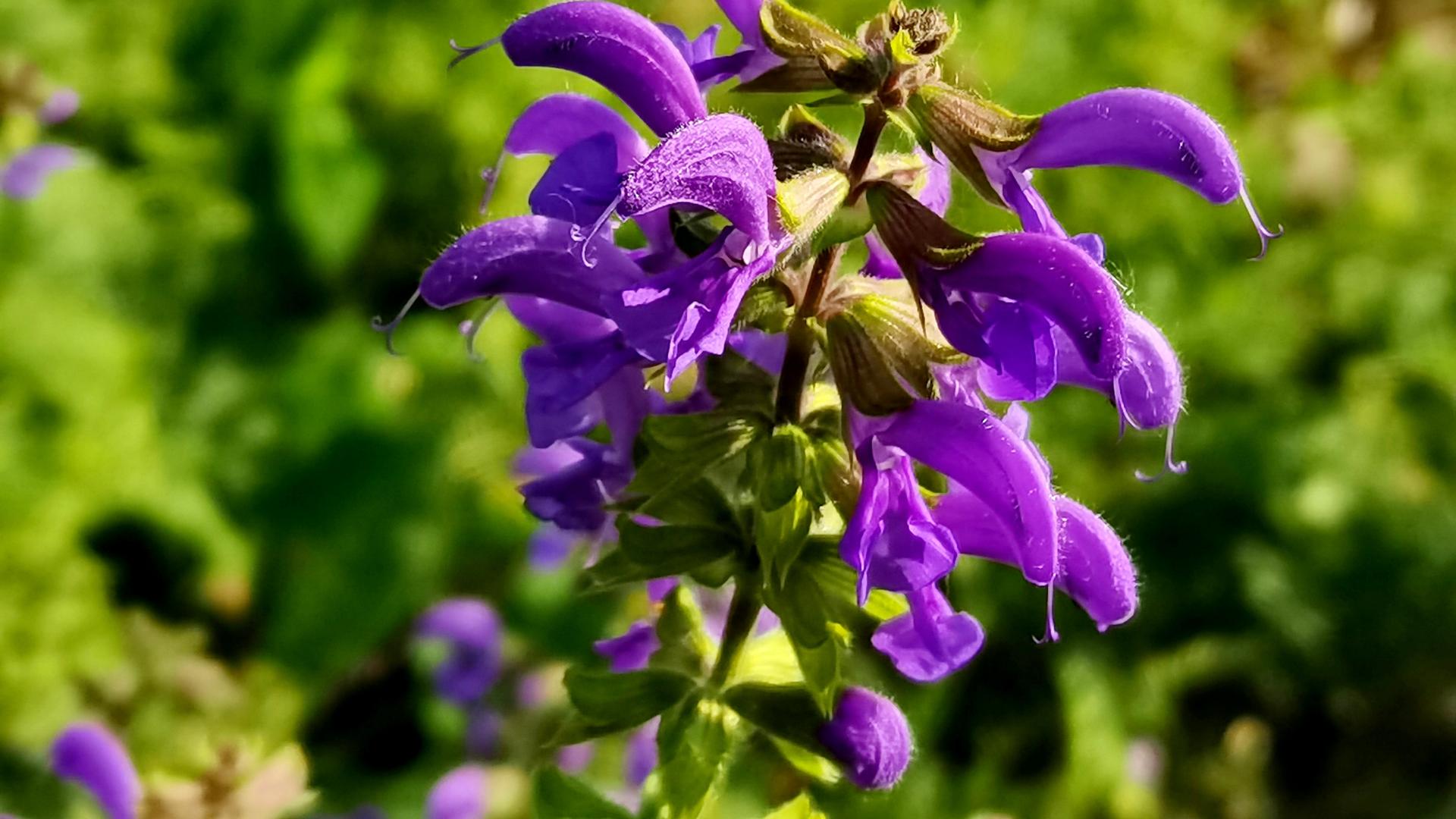 如何拍好丹参花