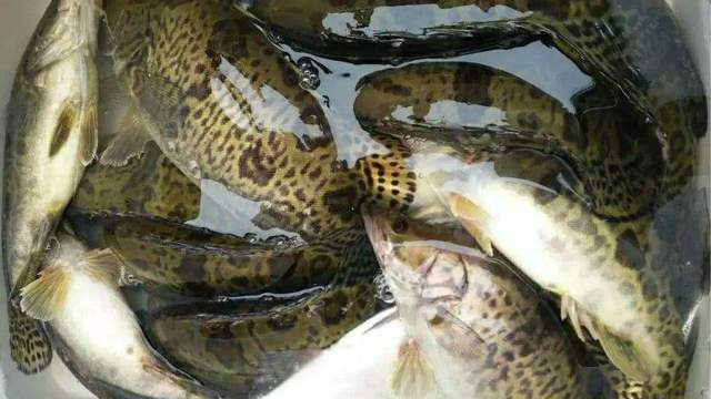 江苏省|江苏男子的另类“钓鱼不空军”，连青菜也不放过，迟到的正义来了