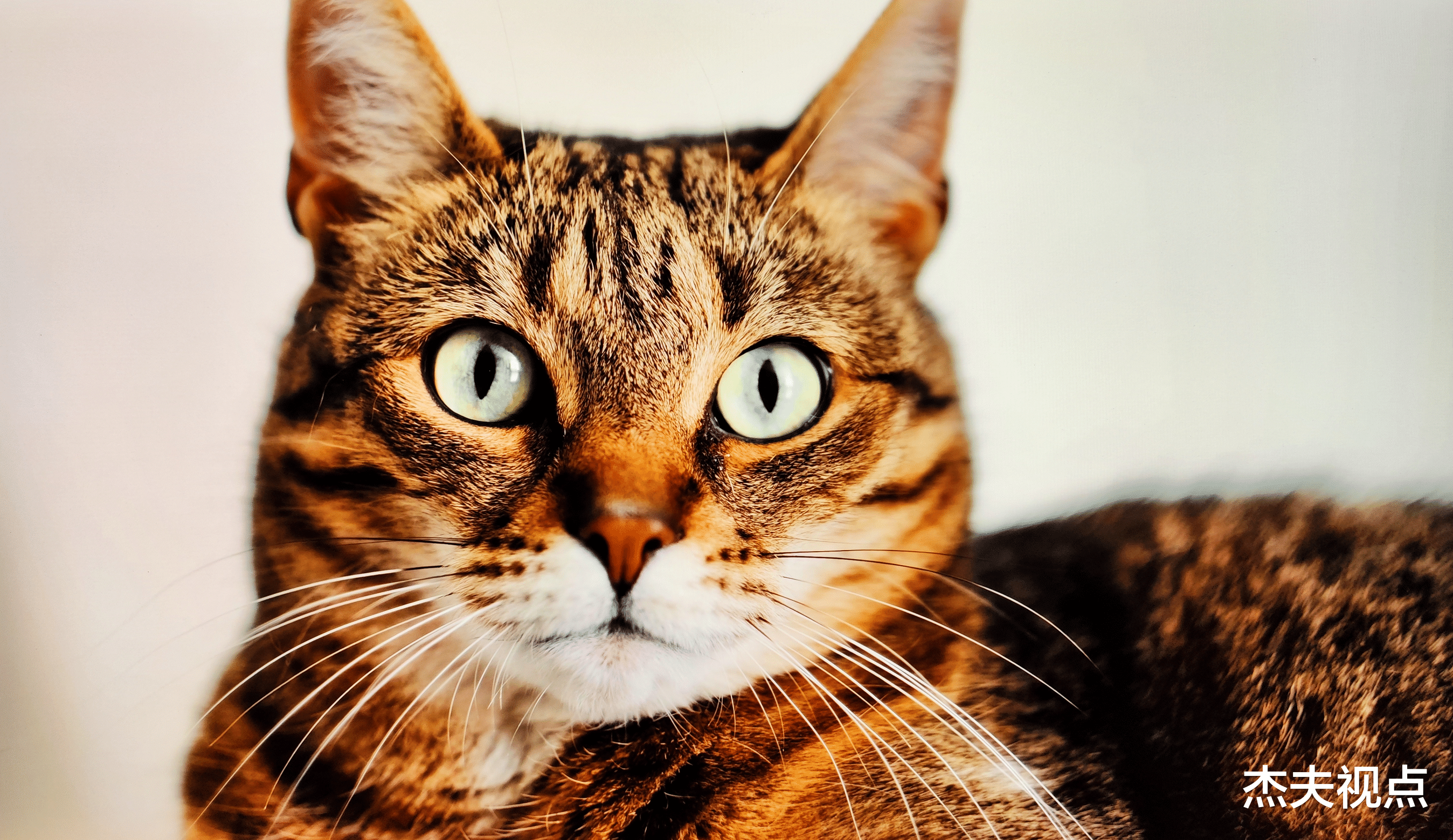 显示器|最佳OLED显示器？飞利浦27E1N8900体验：面板素质实在太强