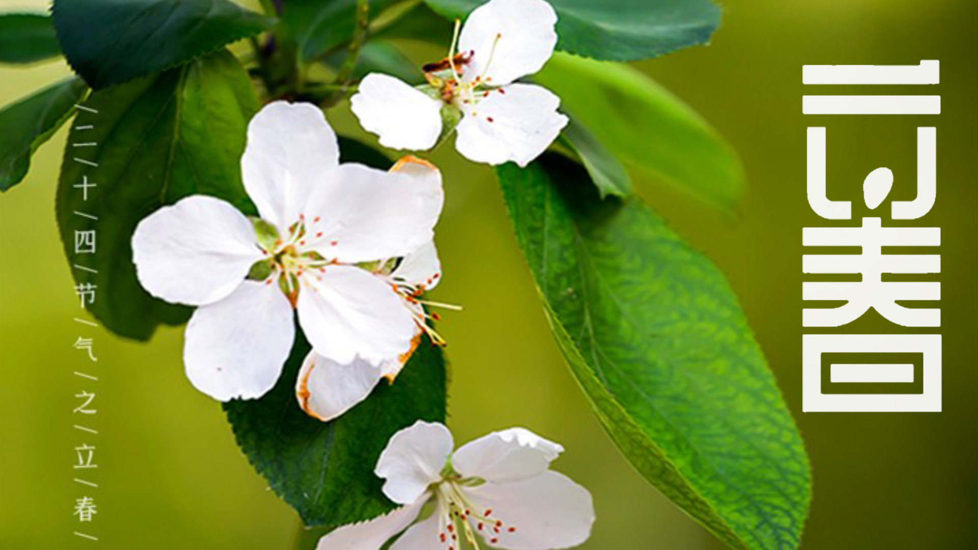 蒸菜|立春后，多吃“1红2白3绿”，顺应时节吃“春菜”，滋补又美味