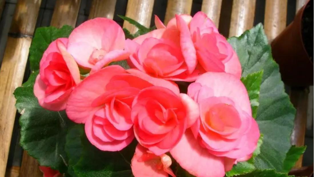 出现以下特征，您的绿植可能是夏眠了