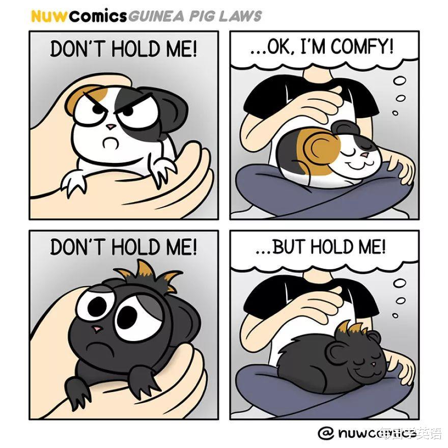 豚鼠|双语漫画 | 我有两只豚鼠,它们也太太太不一样了吧?!