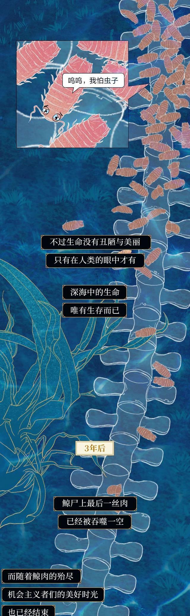 鲸鱼|“抹香鲸”死后,尸体会经历什么?漫画诠释:一鲸落,万物生!