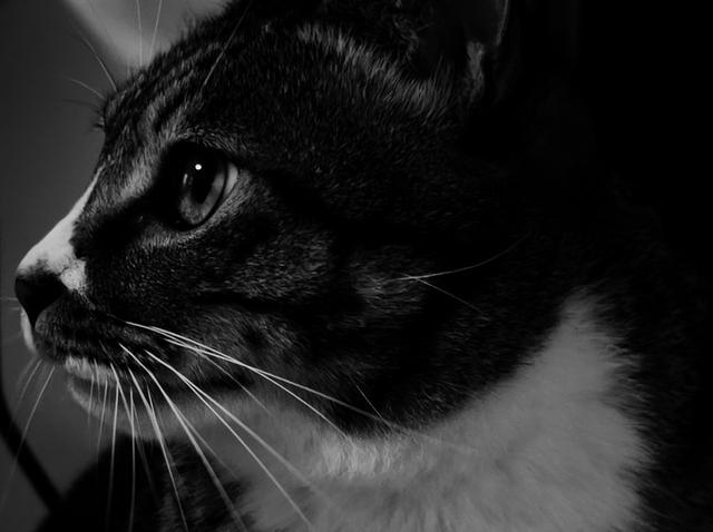 微距摄影|苹果微距摄影大赛结果出炉!我们和获奖者及苹果副总裁聊了聊