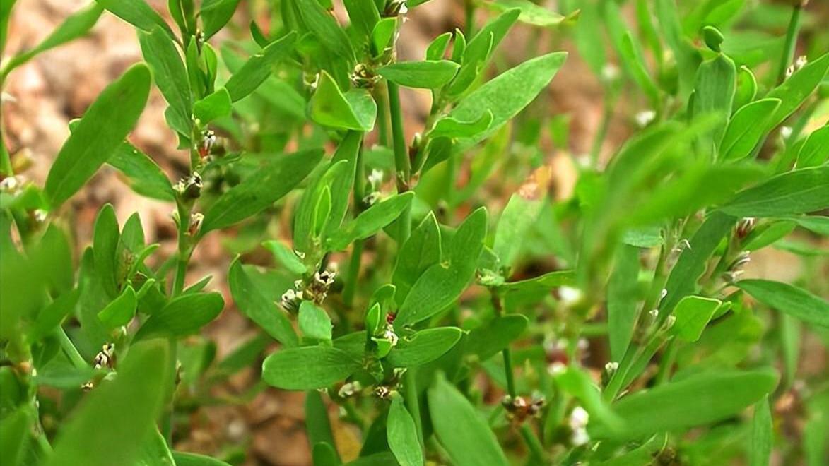 神经瘤|分享一味抗癌中药——萹蓄，利尿通淋、杀虫止痒，常用于乳腺癌