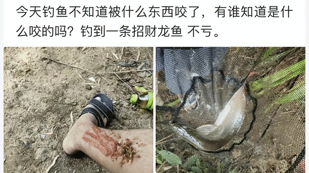 |“钓鱼被咬了，不过钓到了一条招财龙鱼，不亏”评论沸腾了