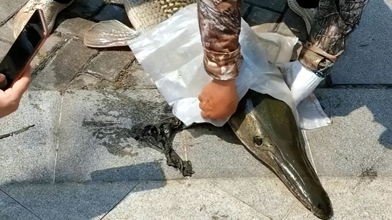 佛山|广东一男子野钓发现巨型黑影，果断将其弄起来，众人瞬间不淡定了