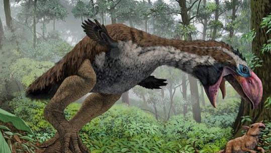 古今鸟类巨无霸的对比：恐鸟体型超过鸵鸟数倍，可惜死在了长矛下