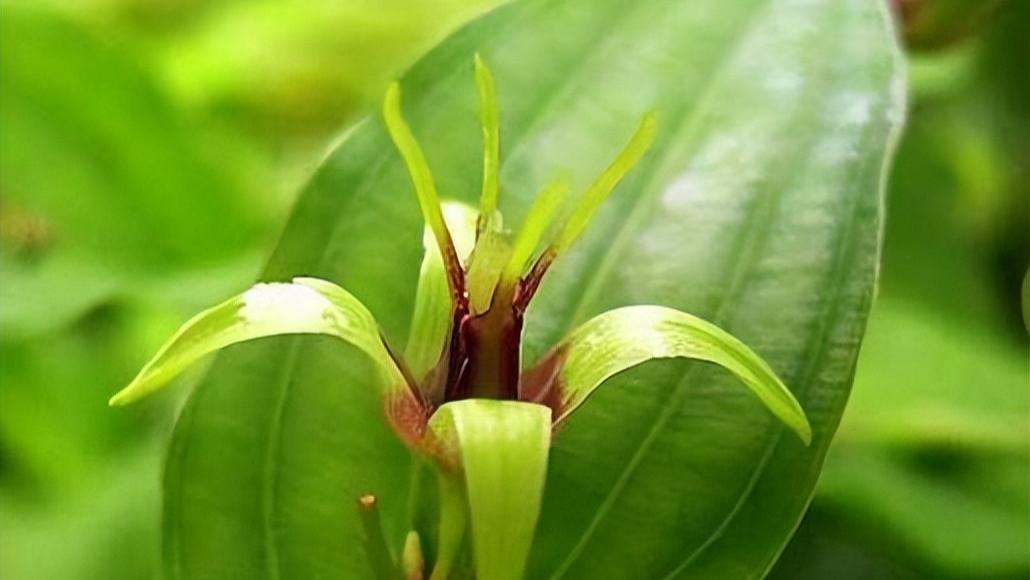 甲状腺癌|分享一味抗癌中药——百部，润肺止咳、杀虫灭虱，常用于甲状腺癌