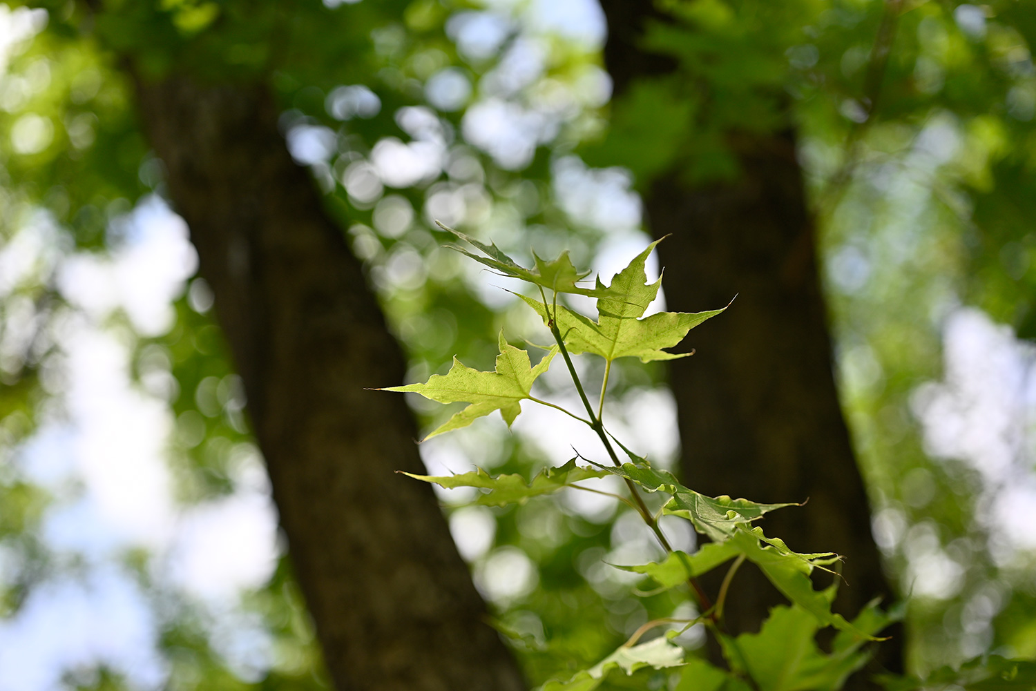 键盘|微距对垒，佳能RF口85微距，对阵尼康Z口50微距，谁表现更好？