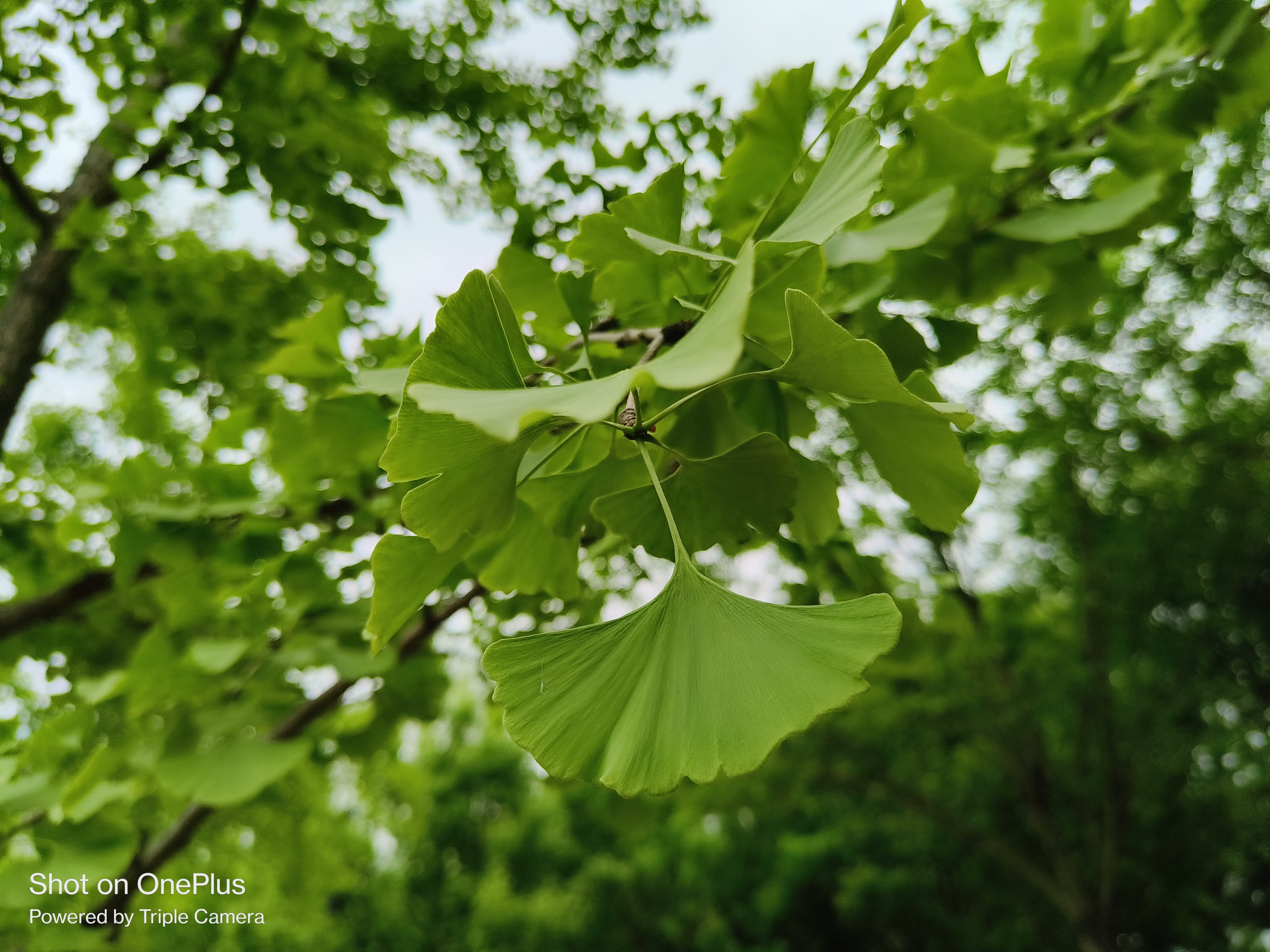 一加科技|一加Ace深度评测:有颜有料又能打 提前锁定年度水桶机