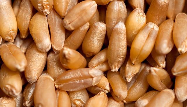 除湿机|种子是粮食界的“芯片”，一旦欧方断供，中国、俄罗斯都有影响？