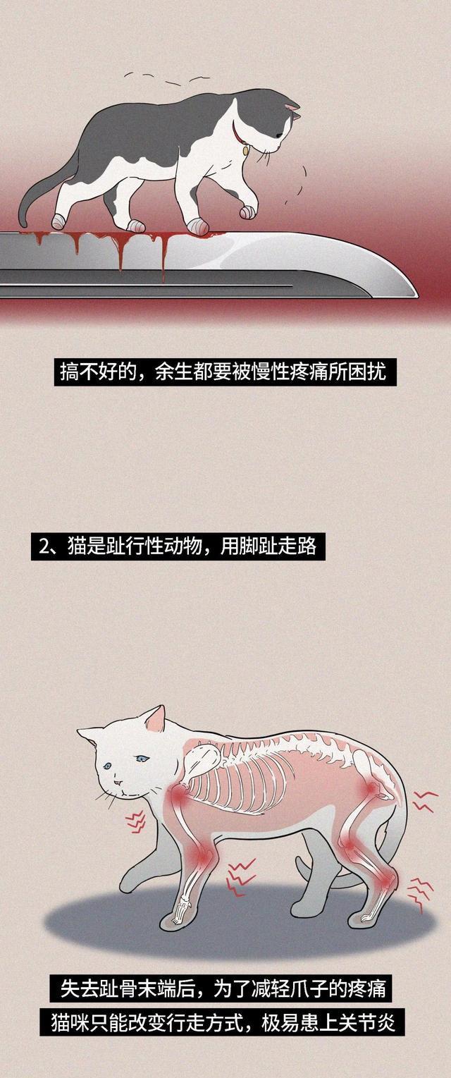 acgn漫评|“我逃过了虐猫者，却没逃过这场手术！”（漫画科普）看完好心疼