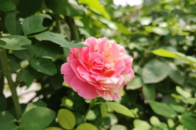 iPhone14|12GB+512GB已降至两千出头，摩托罗拉性价比没对手