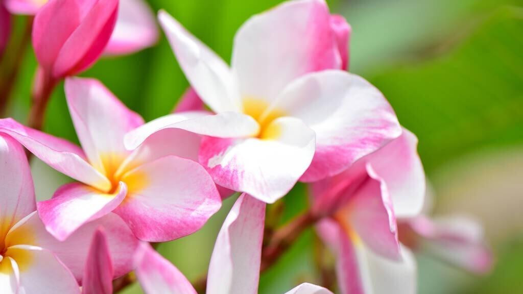 南方的鸡蛋花，北方家居养护要注意哪些问题？