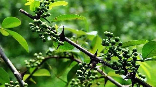 脑梗|分享一味常见中药——花椒，家家厨房都有，功效散寒、除湿、抗癌