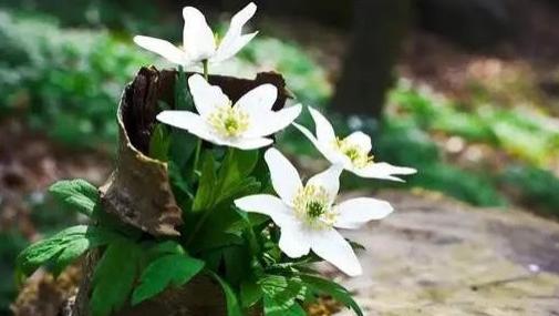 春秋交替之时，你途经花的盛放